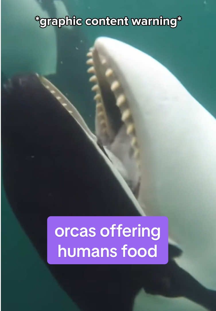 #orca #killerwhale #marinebiology @Peta Marine 