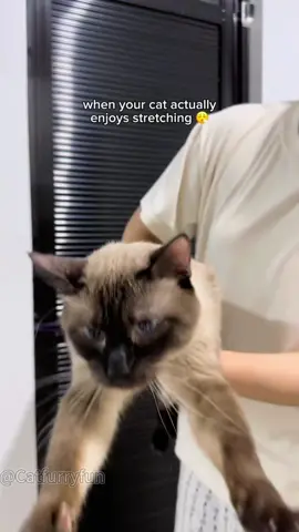 Cat stretching ❤️❤️❤️#cat#catsoftiktok #catvideo #funnycat#fyp