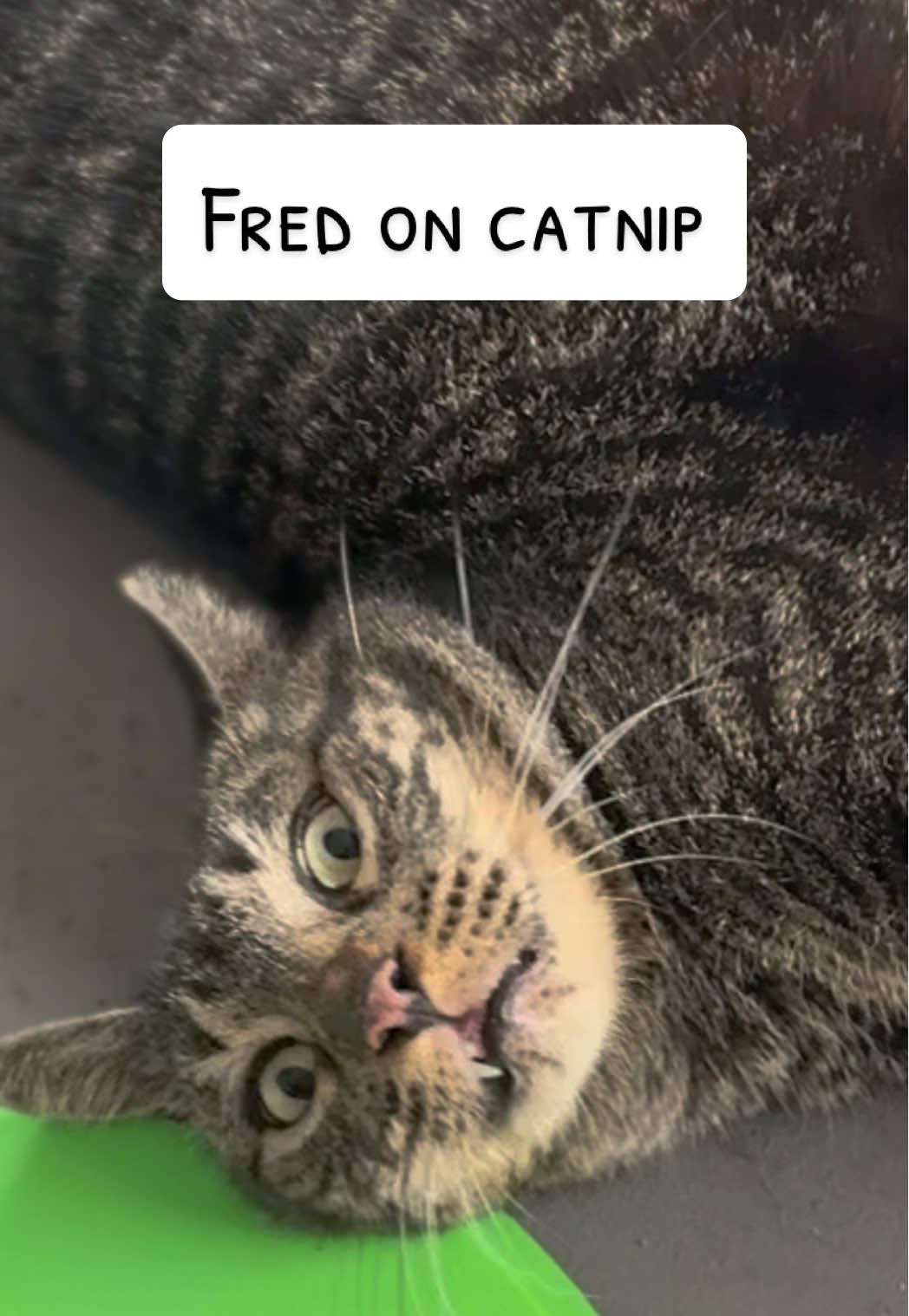 Fred is not himself on the nip ( idk what they did on the bed but it’s never that dirty I swear)