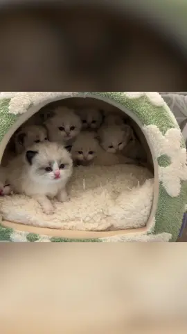 Full video of the kittens' first bath is out now on YouTube!