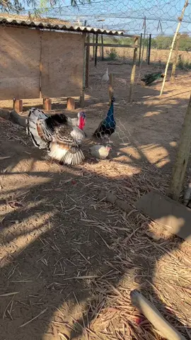 Pavões e Peru  #pavao #peacock #bird #aves #roça 