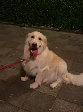 Wow🤣miracle halfhuman#aiswaydancefiltereffect🤣#goldenretriever#dogtoktik 