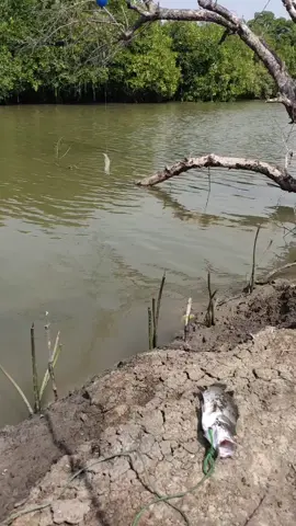 #fypシ  #sekedarmancing  #viraltiktok  bismillah alhamdulillah poin 1 bolo.... 