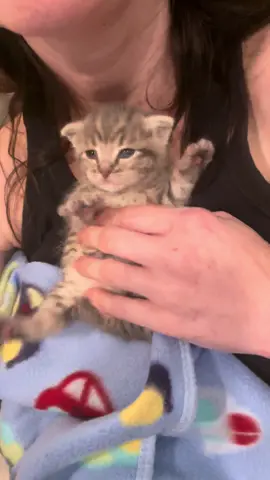 This girl needs a name! Ideas?? #kittensoftiktok #kitten #rescue #RescueCats #kittens 
