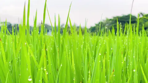 🍃 বৃষ্টি নামলেই চারপাশটা যেন অন্যরকম সুন্দর হয়ে যায়, যেন প্রকৃতি তার সবুজ আঁচলে এক টুকরো প্রশান্তি মেখে দেয়! 🍃 #viral #fyp #natural #foryoupage     