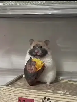 ăn khoai lang 😅#fyp#baby#cute#hamster #xuhuongtiktok 
