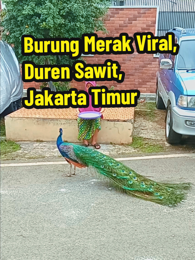 Buruk Merak Baladewa. Ciee outfitnya samaan nih emak sama burung meraknya. #merak #burungmerak #jakarta #durensawit #jakartatimur 