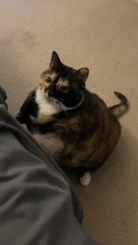 A little jumping Bean 😜🐈‍⬛🤍 #fyp #foryou #foryoupage #cat #cats #cattok #catsoftiktok #catmom #catlover 