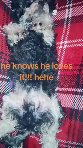 #tiktokpups #thatsjustmybabydoggy #LIVEIncentiveProgram #LIVEwithlowfollowers #PaidPartnership 