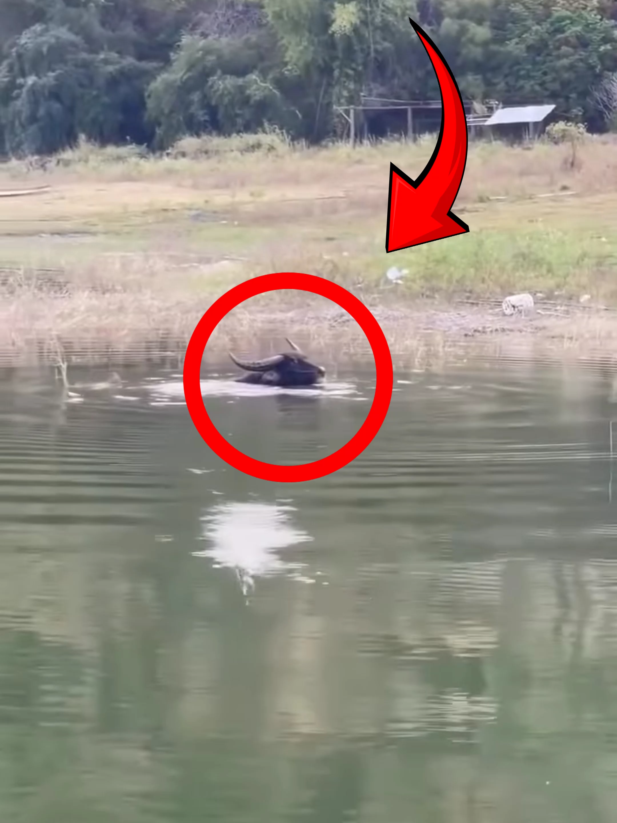 Big Ripple in the Water, Plot Twist Incoming  . Follow Our Social Media: TT: @el_nino_tv IG: el_nin0_tv FB: El Nino TV YT: EL NINO TV . #fish #fishing #fishingvideo #funny #plottwist #animals #viral #viralvideo #viraltiktok #trending #fyp #fypシ゚