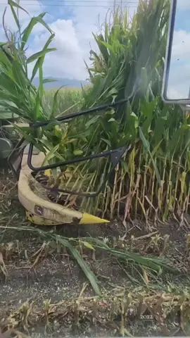 #onthisday farm girl shit #farmlife #farmer #cowchow #farmtok 