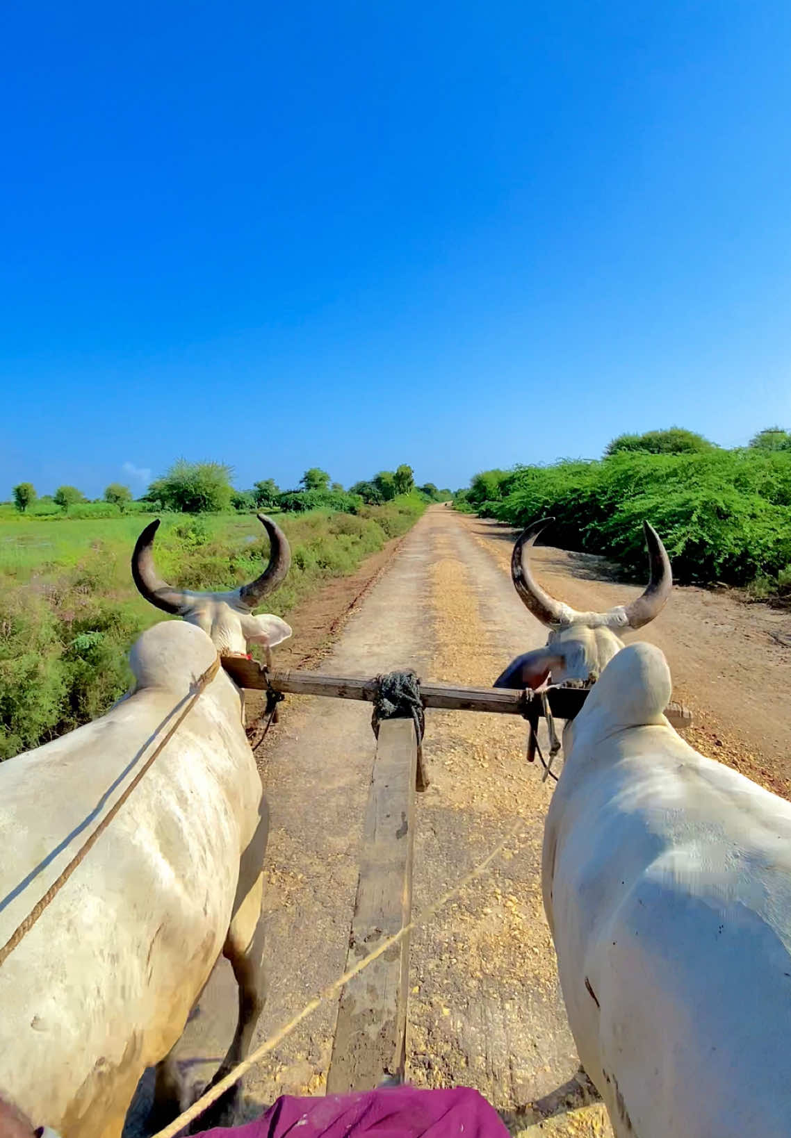 Sindh Muhinji Amman 🥹♥️🌿. . . . . . . . . #Villagebeauty #Sindhiculture #Abidaparveen #SindhiManhu #IftikharWassan
