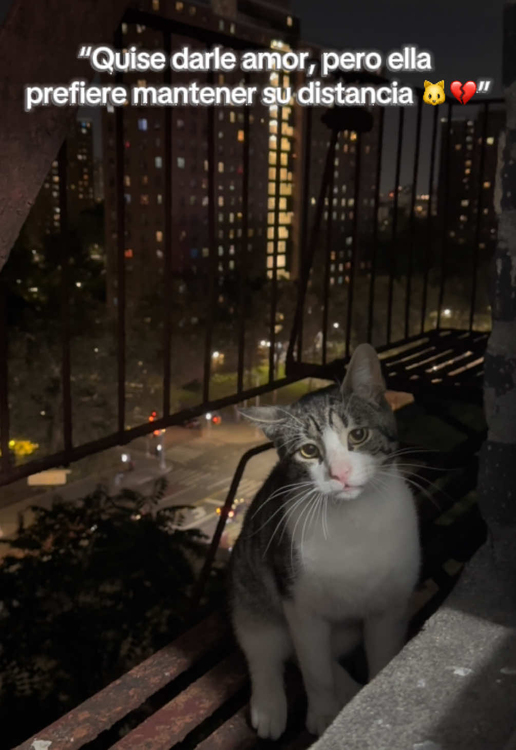 Poco a poco me ganaré su confianza, lo sé 🥹 #gato #gatostiktok #cat #fyp #gatosdetiktok 