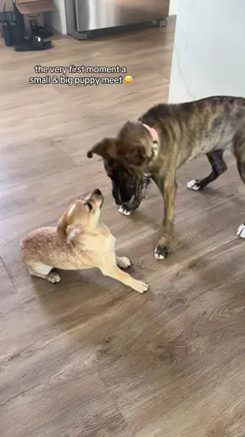 the little squeal 😅 no puppies were harm during this play date! both puppies had a full day of playing together 🐶 #dogsoftiktok #dogoftheday #dogtok #chihuahua #rescuedog 