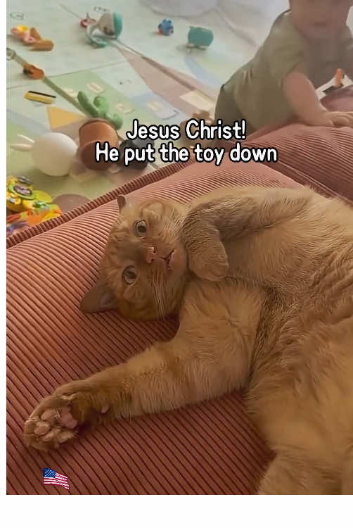 The cat’s expression says it all😂😂#cat #catsftiktok #funnyvideos #fyp #pet 