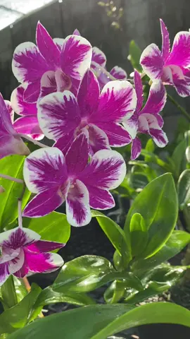 Pink lưỡi vuông @Song Bách #nhachaymoingay #viralvideo 