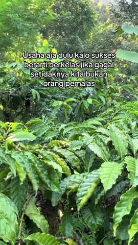 Lahan kopi di tangan Gen Z#robustacoffee #petanikopi #kopijember 