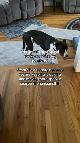 We don’t know if she will ever gain back 100% but we are taking what she has gained back with gratitude ❤️ #spinalstrokerecovery #dogsoftiktok 
