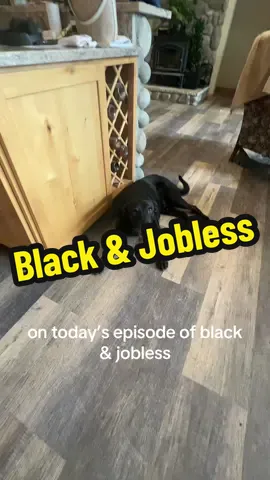 Assume your positions 🙄 #blackandjobless #labsoftiktok #fyp 