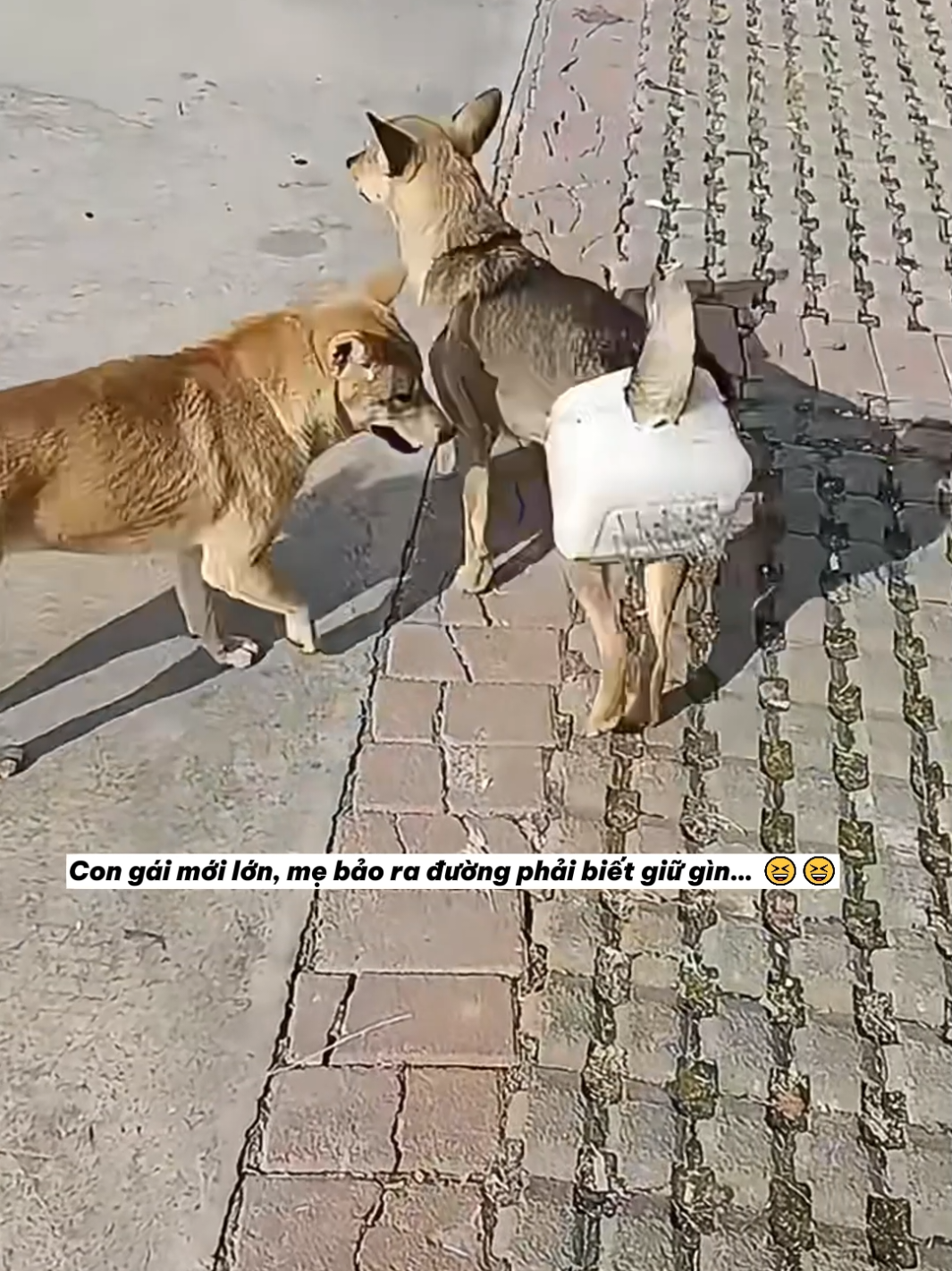Nhà có con gái đến tuổi cặp kê😂😂😂😂 #yeumeo #pet #haihuocvuinhon #ngonghinhdongvat #cute 