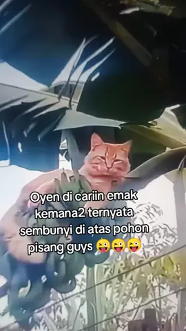 oyen di atas pohon pisang nyante banget guys 😜😜😜😜😜😜##