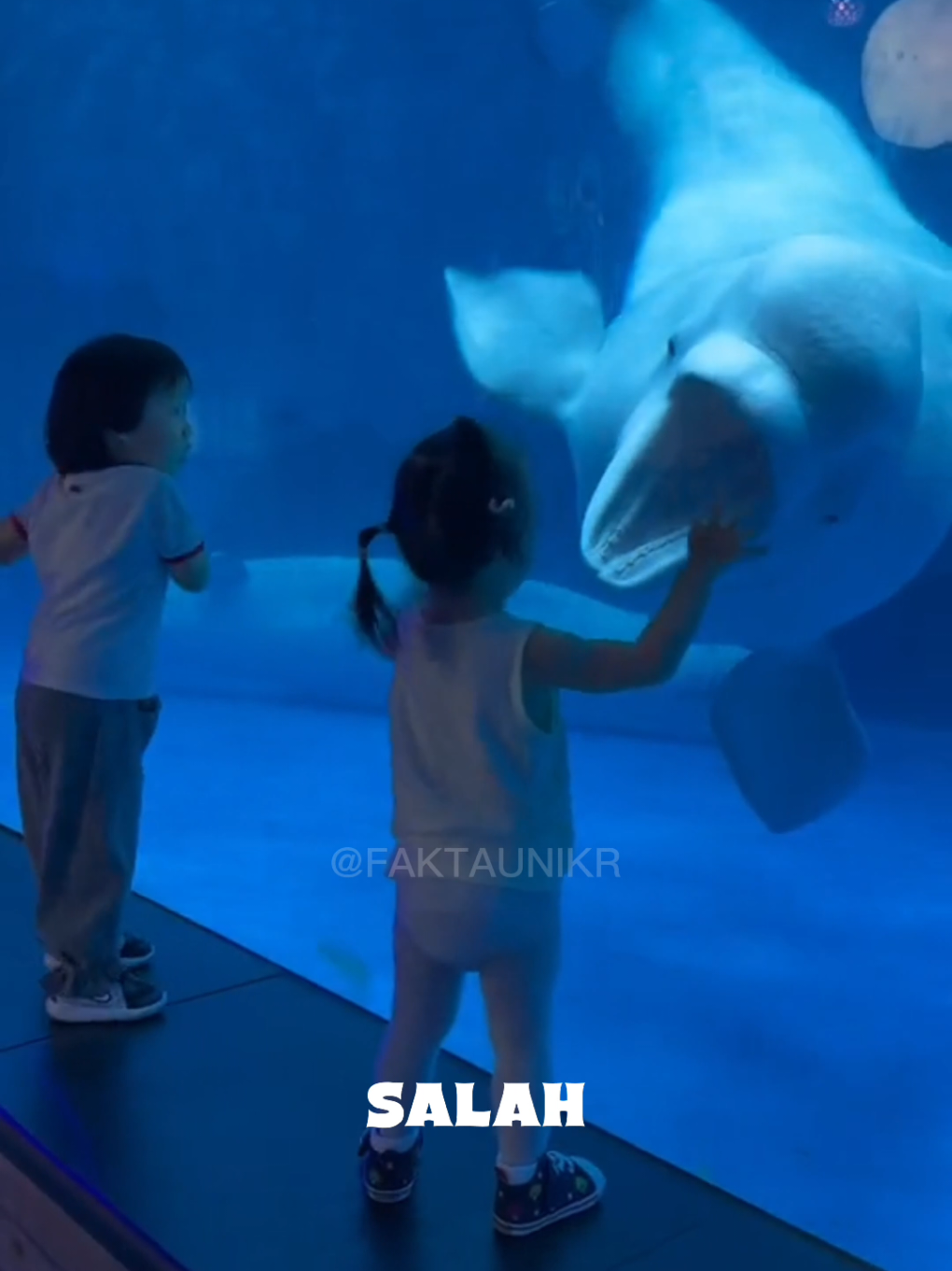 Beluga si badut laut putih 🐋✨ Ramah, pintar, tapi kadang bikin kita kaget dulu sebelum bikin ketawa 🤭 #beluga #funfact #hewanlucu #laut #binatangunik 