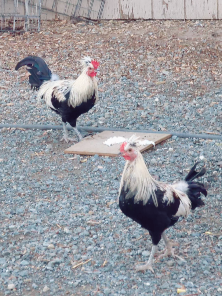 #gallosfinos💯 #gallosmexicanos🇲🇽 #gallosworld #toppy 