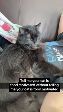 When Carl, my automatic feeder, goes off, ain’t nothing is more important!  #cattok #fyp #funnycat #cat #catfood 