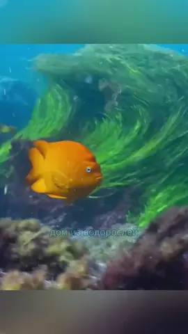 The Damselfish’s Sea Urchin Farm Is Finally Ready for Harvest！#animals #funny #smart #fish #tiktok 