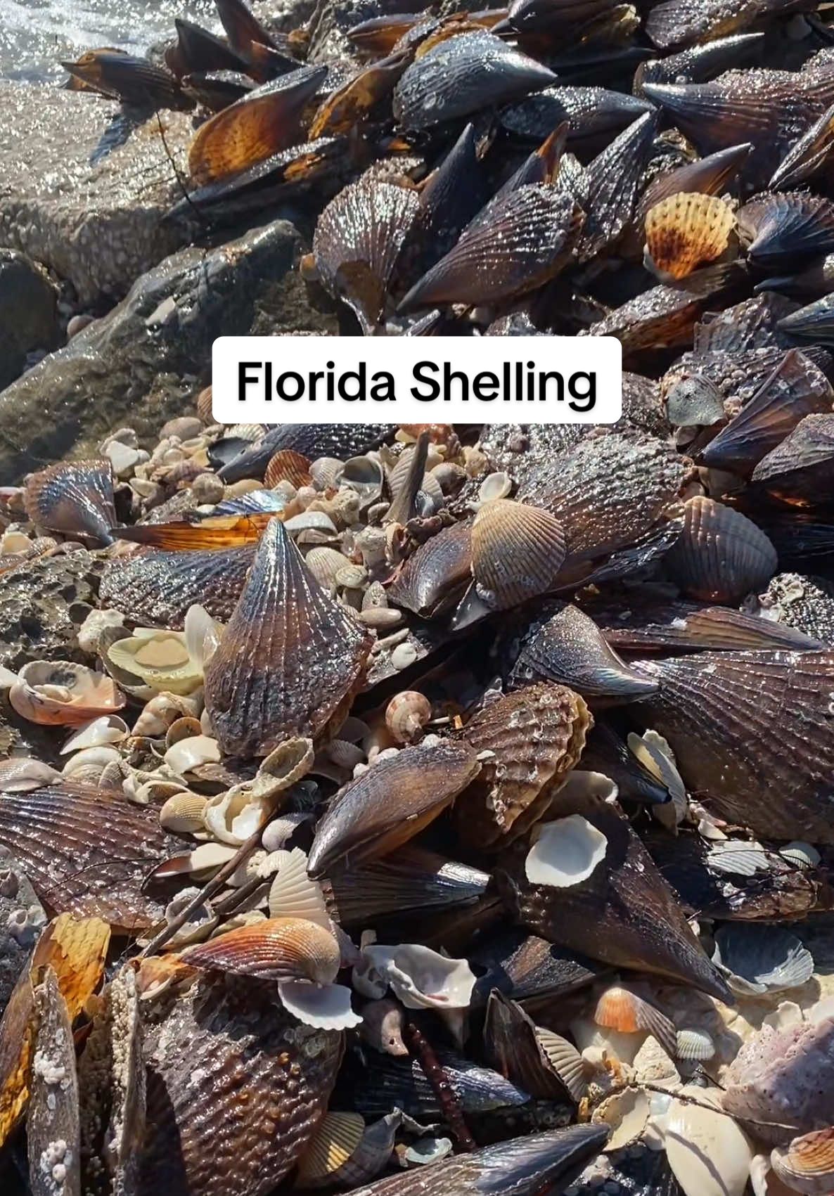 Endless shells🙉This was back in March! Never shared these clips from one of the best days ever.🐚🐚🐚 #shelling #swfl #seashells