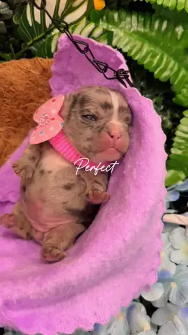 😍😍😍 #CapCut #frenchie #puppy #fyp #foryoupage 