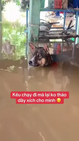 Mốt hết lũ m về đây coi taoo😅#haihuoc #xuhuong #giaitri #vuinhon 