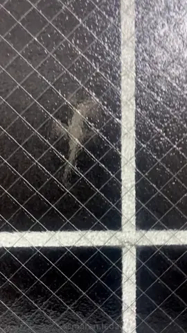 Gecko #funny #happy #fyp #foryou #gecko 