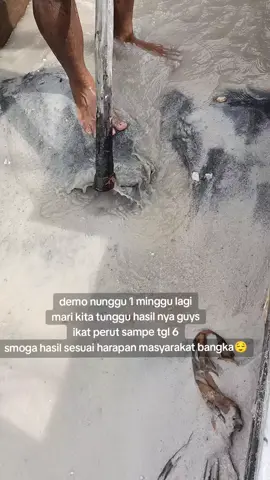 cepat pulih ekonomi bangka hempas kan monopoli harga yang ngk ngotak stop memperkaya diri sendiri fokus mikirin kemakmuran rakyat bukan malah mencekik rakyat 😪pusing razia berminggu