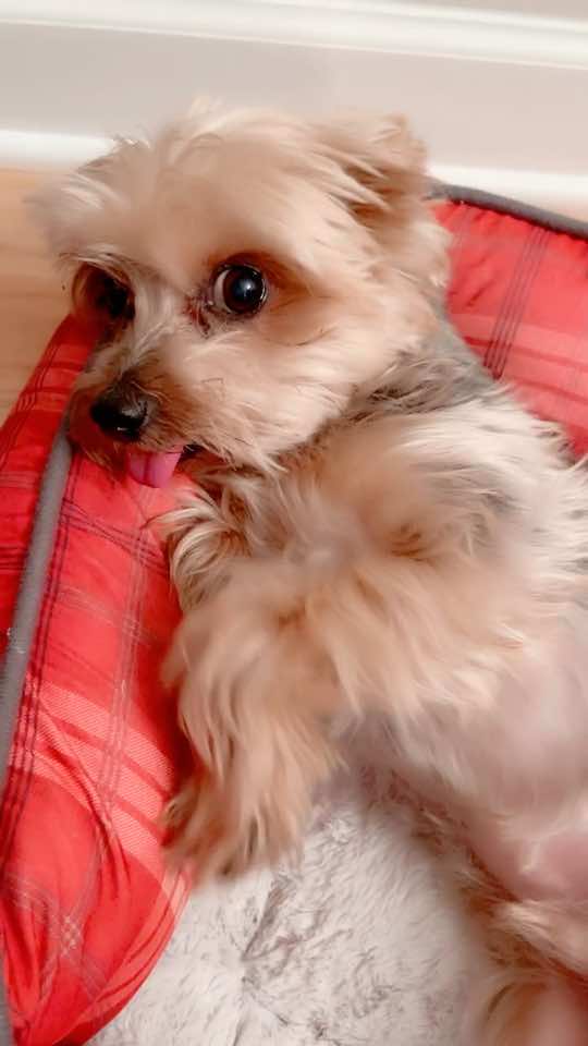 #yorkie #drafts #funny 