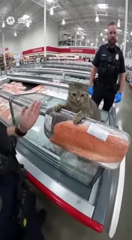 He was just hungry 😣💔 #cat #catsoftiktok #kitty #police #bodycam 