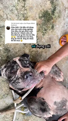 Trả lời @Phạm Minh Quânnn  ông nhớ lời ông nói nhé ae nuôi chó 🐕 cứ mạnh dạn làm vài hộp về chăm cún #tiktokสัตว์เลี้ยง #pastorbelgamalinois #Dungbandogtaynguyen #NuoiChoThongThai  @Dũng Bandog Tây Nguyên  @Dũng Bandog Tây Nguyên 