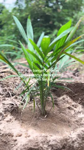 #petaniindonesia🇮🇩🇮🇩🇮🇩🌿🌿 #petanimilenial #petanisawit🌴 #masukberandafypシ゚viraltiktok #storysawit 