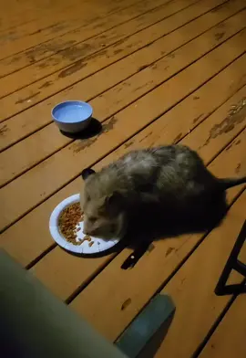 Mighty loud crunchin happening tonight #opossum #dumb 
