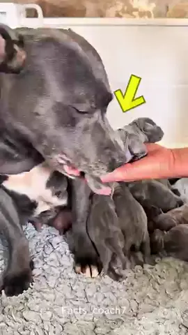 This Dog’s First Day as a Mom 💔🐶 #fyp #cutedog #dog #dogtok #viralvideos 