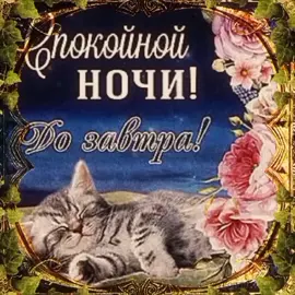 доброй ночи 😺😺 сладких снов😺😺приятных сновидений 😺 #рекомендации #xyzbca #добройночи #сладкихснов #приятныхсновидений #котики #cats 
