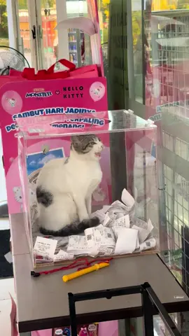 😅 #fyp #fyppppppppppppppppppppppp #funny #cat 