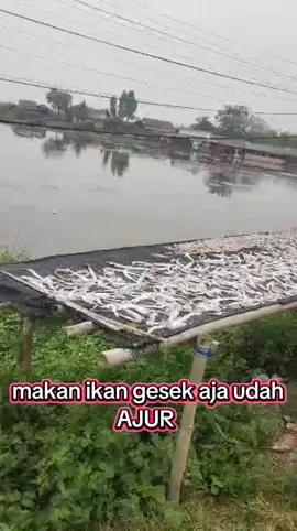 ikan asin alias gesek  #gesekikanasin #ikanasin 