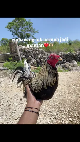 #ayamkampung #ayamplipin🇸🇽 #walameron #fypp #fyyyyyyyyyyyyyyyy 