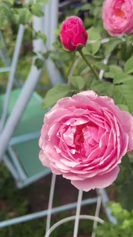 กุหลาบลูกรักบ้านนี้ ดอกดก ดูแลง่าย “ชัวเอม” #ทาสกุหลาบ #กุหลาบ #admincha #flower #rose 