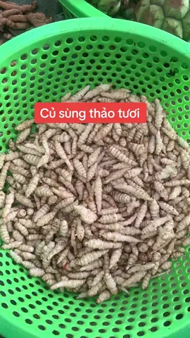 Củ sâm sùng thảo tươi #namtâybắc #chuyenđồngâm #chuyenđồngâm #thaoduoctaybac #ngườimớixâykênh  @Nam -Chuyên đồ ngâm  @Nam -Chuyên đồ ngâm @Dược Liệu Nam Anh 