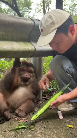 xingxing eating time #monkey #cute #monkeyxingxing #lovely  #animals 