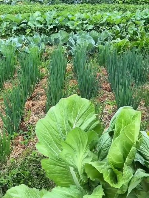 sayuran yang subur #sayuran #sayuransubur #berkebun #sayuransehat #fyp 