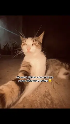 Y YO SOY MALUMA 🫦 #gatostiktok #fyp #amorgatos #Viral #paratiiiiiiiiiiiiiiiiiiiiiiiiiiiiiii 