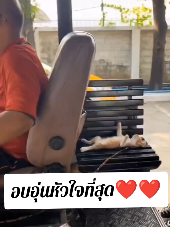 งานก็ต้องทำลูกก็ต้องเลี้ยง #เทรนด์วันนี้ #เปิดการมองเห็น #น่ารักเกิ๊นนน #❤️ #ทาสหมาทาสแมว 